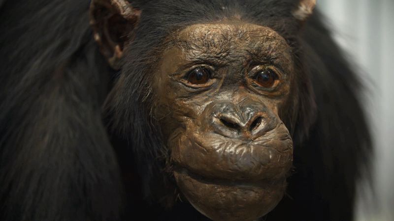 Somniculus (Video) desktop