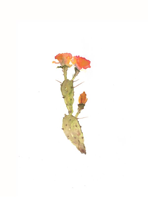 We Grow Thorns so Flowers would Bloom Watercolor and ink on paper desktop