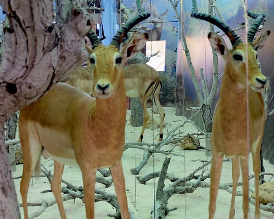 The Breathless Forest La Vitrine Beirut (Installation) image
