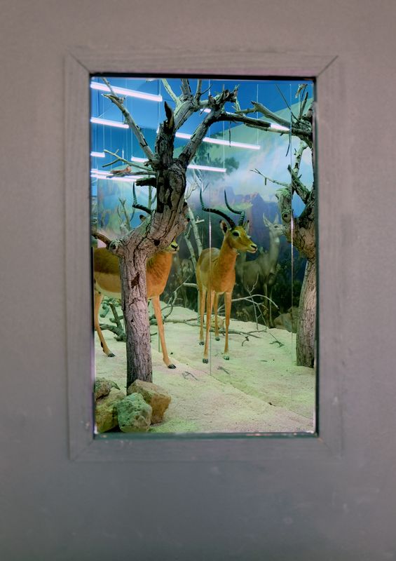 The Breathless Forest  La Vitrine Beirut (Installation) desktop