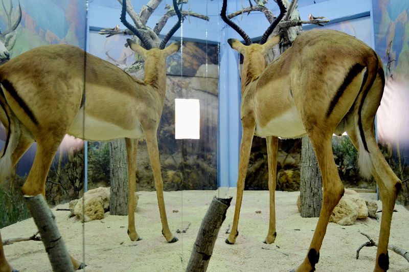 The Breathless Forest  La Vitrine Beirut (Installation) desktop
