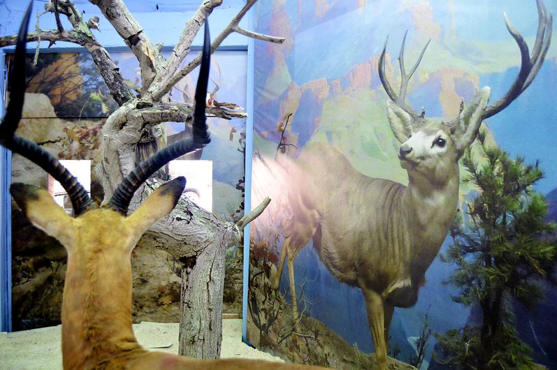 The Breathless Forest  La Vitrine Beirut (Installation) desktop