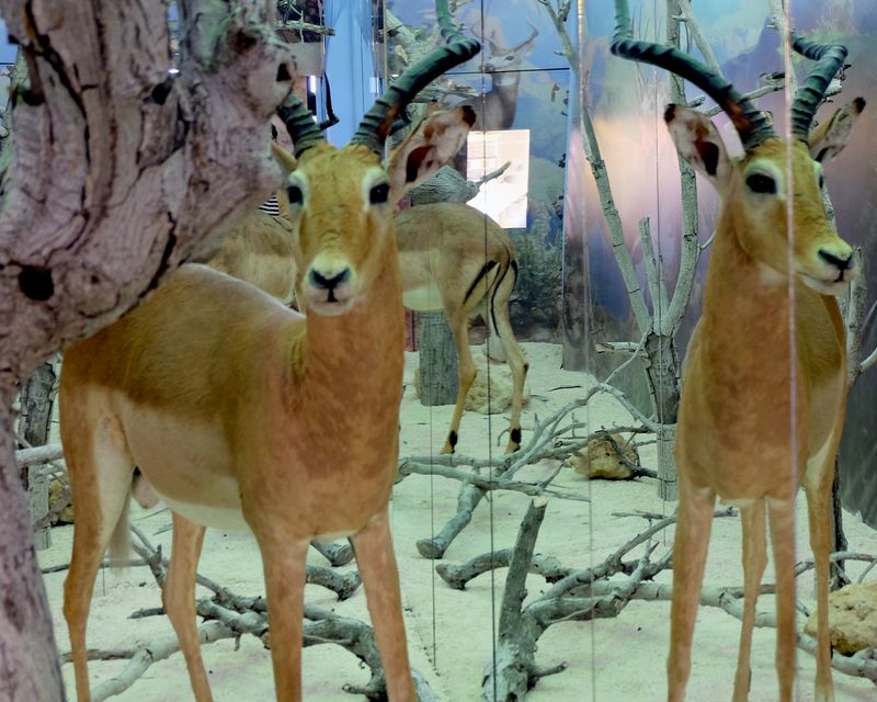 The Breathless Forest  La Vitrine Beirut (Installation) desktop