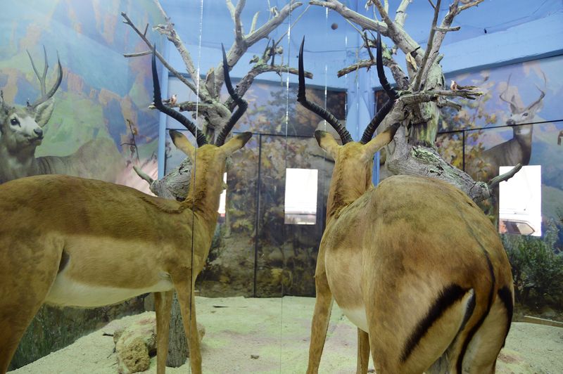 The Breathless Forest  La Vitrine Beirut (Installation) desktop
