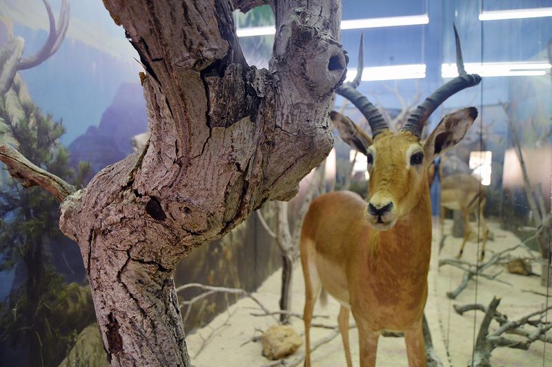 The Breathless Forest  La Vitrine Beirut (Installation) desktop