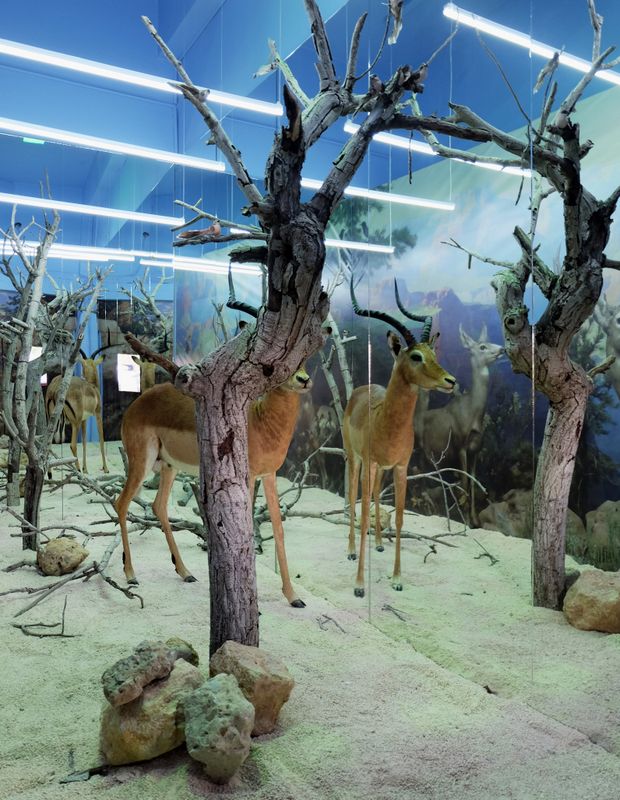 The Breathless Forest  La Vitrine Beirut (Installation) desktop