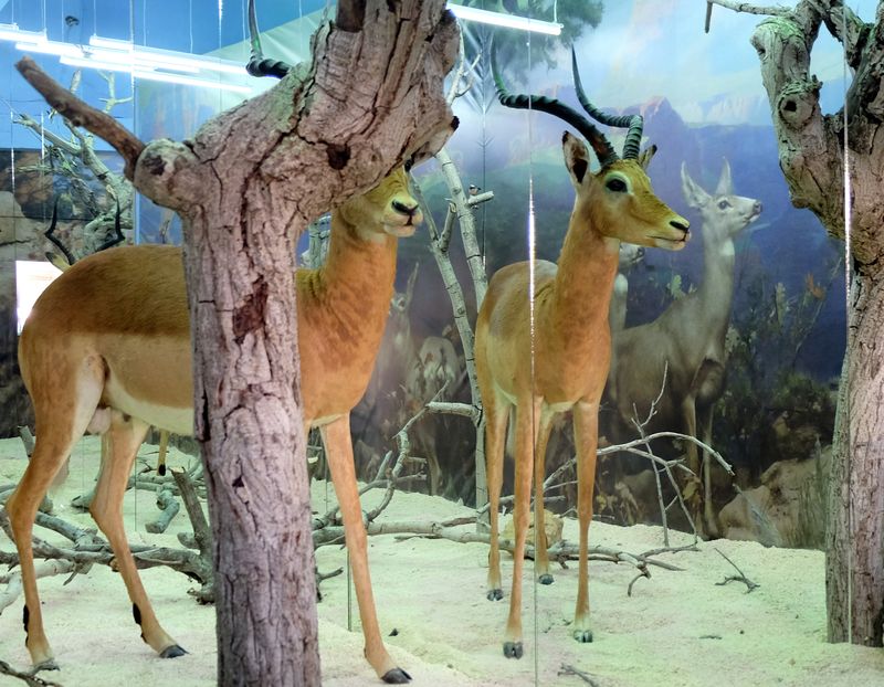 The Breathless Forest  La Vitrine Beirut (Installation) desktop