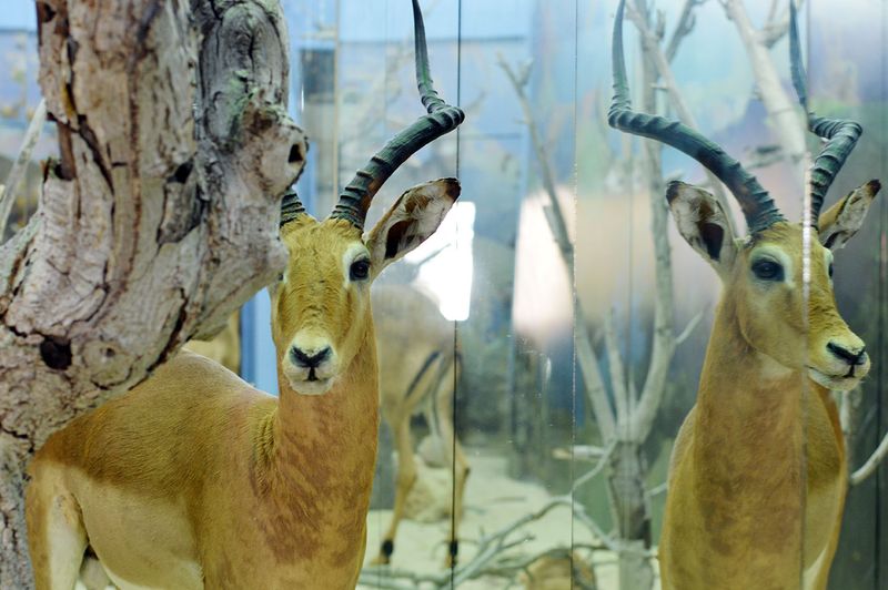 The Breathless Forest  La Vitrine Beirut (Installation) desktop