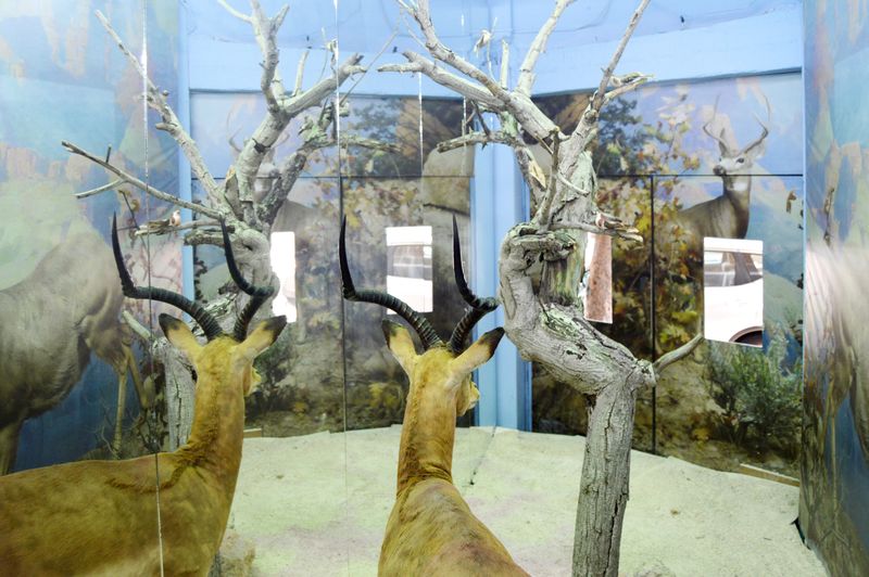 The Breathless Forest  La Vitrine Beirut (Installation) desktop