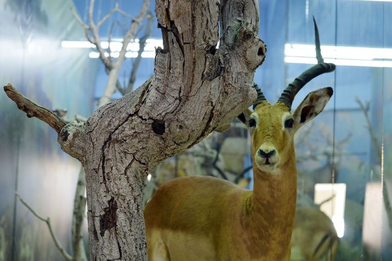 The Breathless Forest  La Vitrine Beirut (Installation) desktop