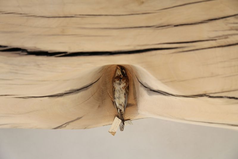 Where do Birds go to Hide (Installation) desktop
