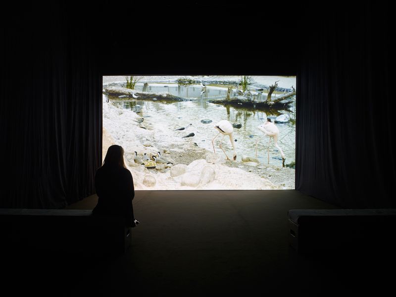 PETRIFIED  Video Installation desktop