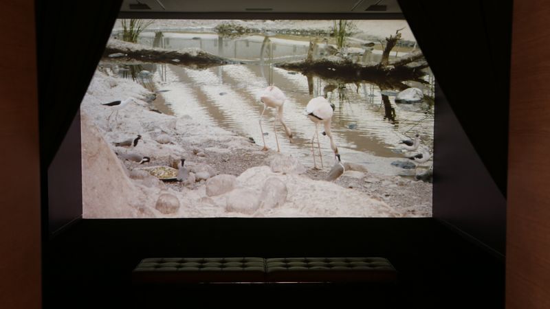 PETRIFIED  Video Installation desktop