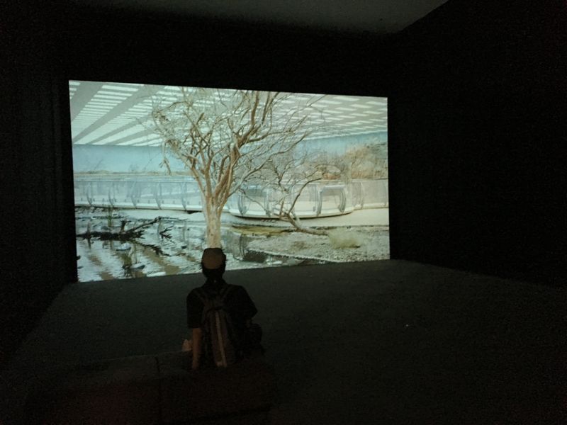 PETRIFIED  Video Installation desktop