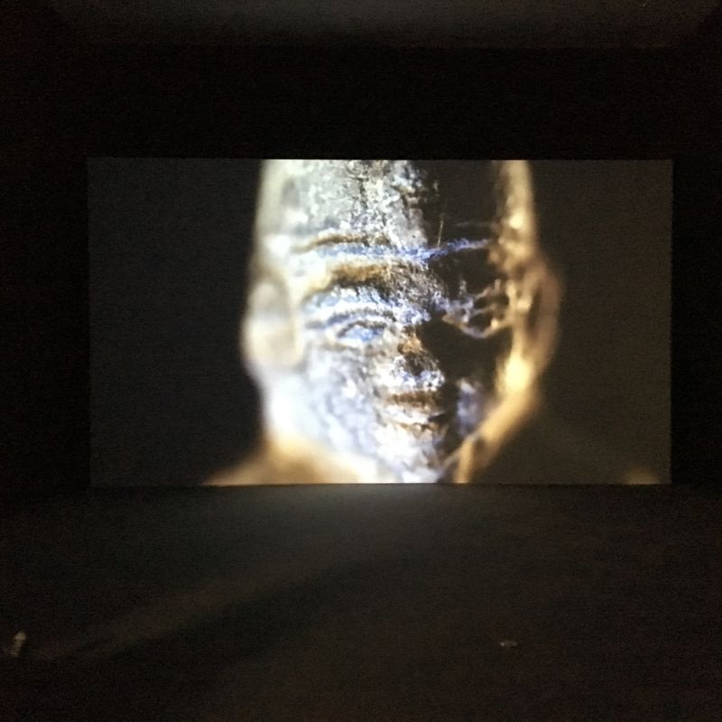 PETRIFIED  Video Installation desktop